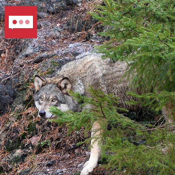 En varg i skogen och en kvinna framför en byggnad.