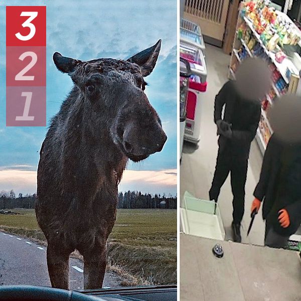 En delad bild med tre sektioner: Första sektionen visar en älg. Den andra sektionen visar två personer i mörka kläder inne i en butik, där deras ansikten är suddade. Tredje sektionen visar en undervattensbild.