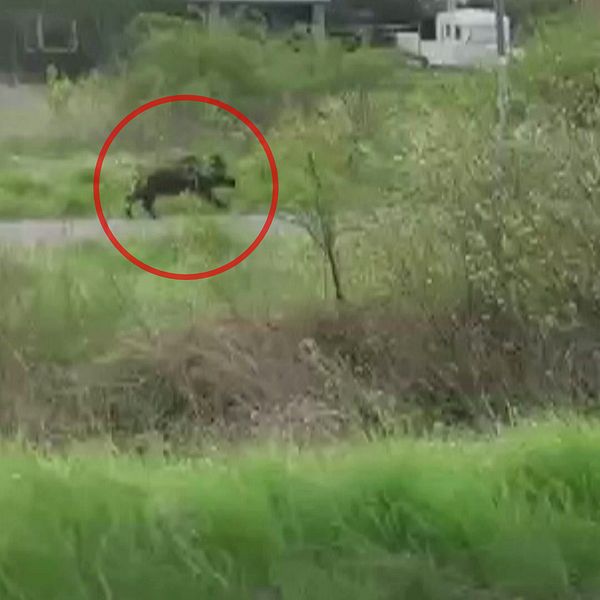 Ett vildsvin i grön terräng, markerad med en röd cirkel i bildens vänstra del.