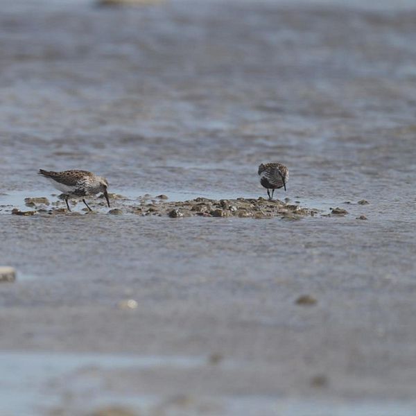 Delad bild. Vänster: två små vadarfåglar, av arten sydlig kärrsnäppa, vid en strandkant. Höger: person med keps utomhus.