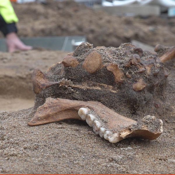 Till vänster syns skelettdelar som ligger i sanden. Längst fram syns en del av en käke där tänderna sitter kvar. Till höger är en bild på arkeologen Sofie Renström. Hon har en neongul jacka och en vit hjälm på sig. I bakgrunden syns delar av en byggnad på Lilla Torg.