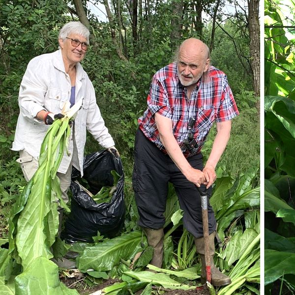 dubbelbild: kvinna och man till vänster, växter till höger