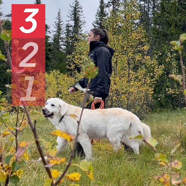 Två personer på vandring i Sälen med sina hundar