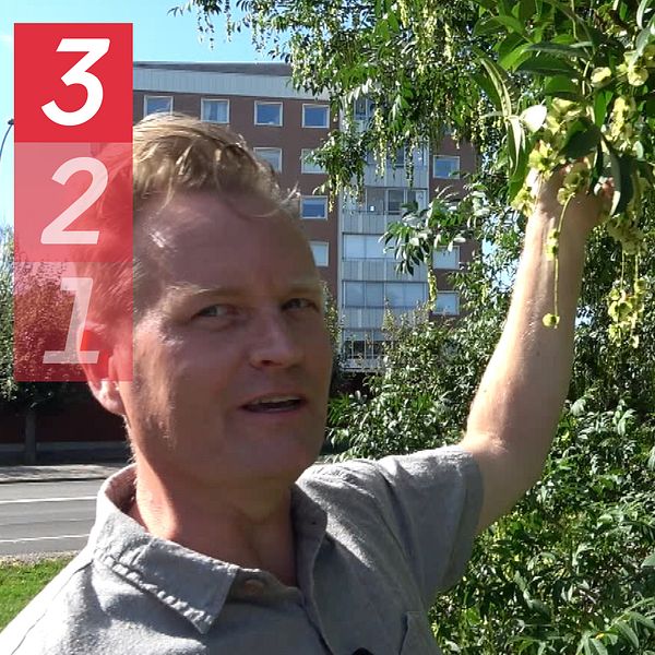 Man vid ett träd lista grafik