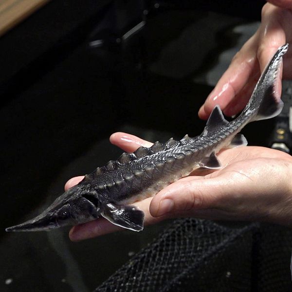 En delad bild med två sektioner. I den vänstra sektionen syns en hand som håller en liten, svart fisk, en stör. Den högra sektionen visar en person iförd vit labbrock som står vid en vattenbehållare, omgiven av flera aquatiska miljöer.