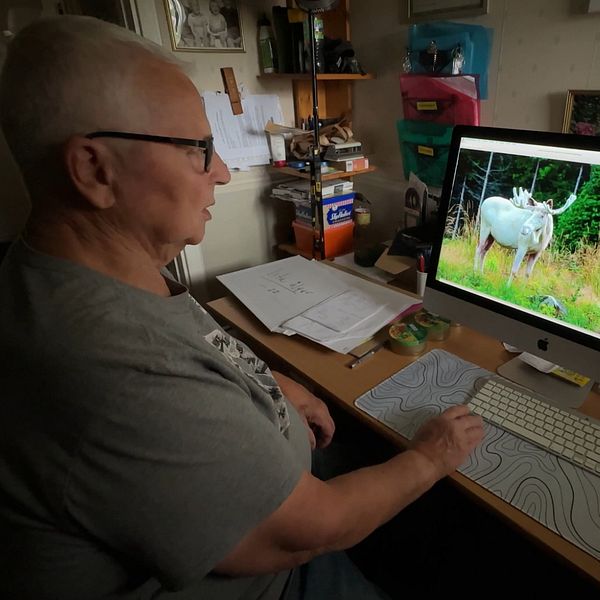 En person arbetar vid en dator och tittar på en bild av en älg på skärmen. Till höger syns en stor älg som sitter i en skogsmiljö, omgiven av grönska och träd.