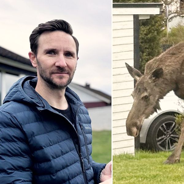 En delad bild som visar till vänster en person stående i en trädgård iförd en blå jacka, och till höger en älg som går på gräsmattan framför ett hus. Den vänstra sidan fokuserar på personen, medan den högra sidan visar älgens rörelse i en tätortsmiljö.