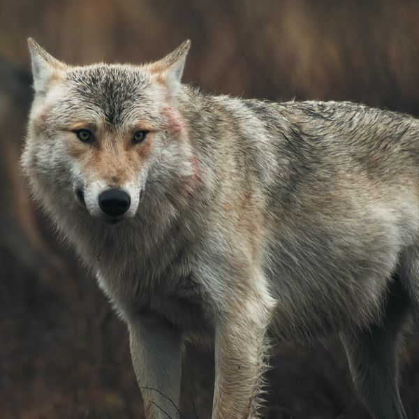 varg samt porträtt Kristin Yderfors