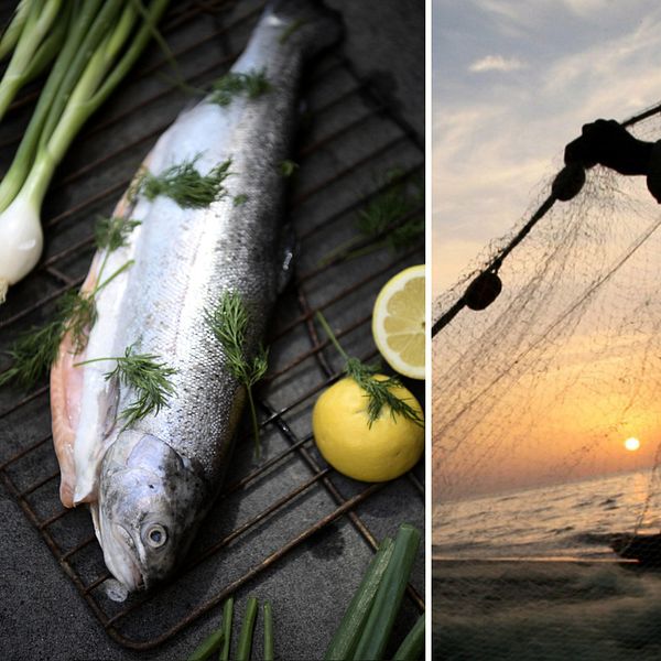 Nya striktare kostråd för fisk i Vättern.