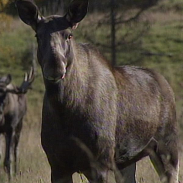 En tvådelad bild på en älg och Ulf Berg som är ordförande i Jägareförbundet.