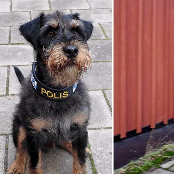 Polishunden Ivan, årets polishund 2025, sitter och söker vid en röd byggnad.