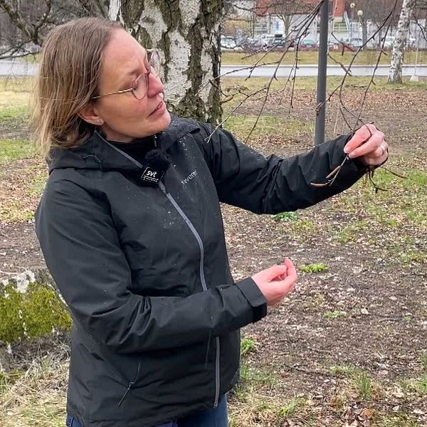 Agneta Ekebom, pollenexpert på Naturhistoriska riksmuseet, visar att björkens hängen i Stockholmsområdet  än så länge är hårt slutna och därför inte släpper ut något pollen.