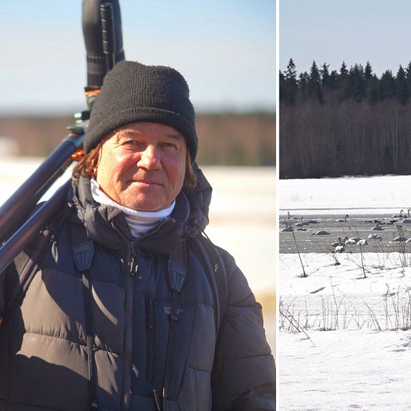 Man med kikare samt fåglar i vatten