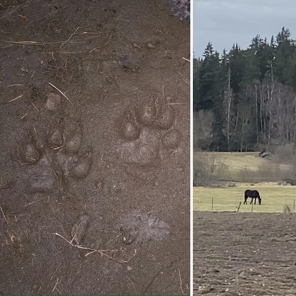 Vargspår och hästar