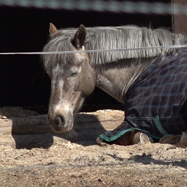 En häst i Luleå som varit sjuk i kvarka.