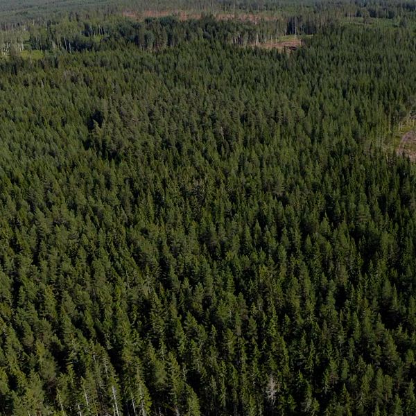 En flygbild på en skog med barrträd och en bild på en skogsmaskin som lastar timmer.