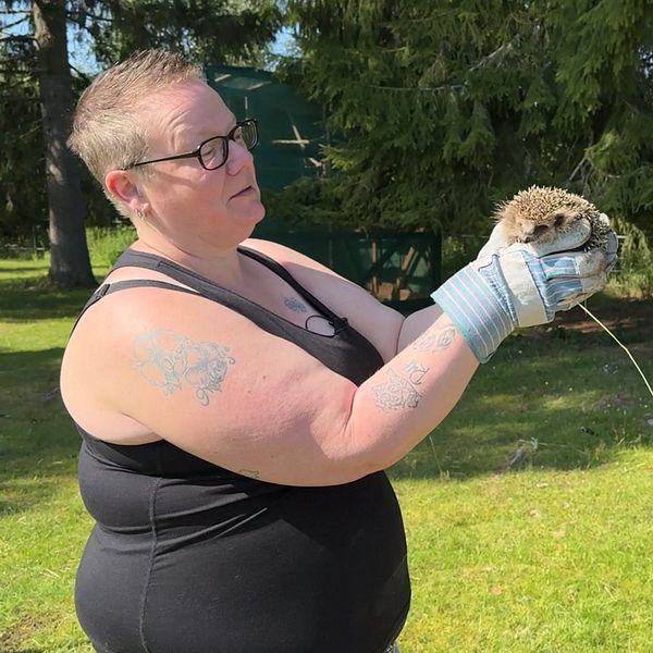 kvinna som står och håller i igelkott, närbild på tornfalk