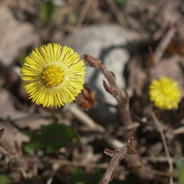 Blomma och karta