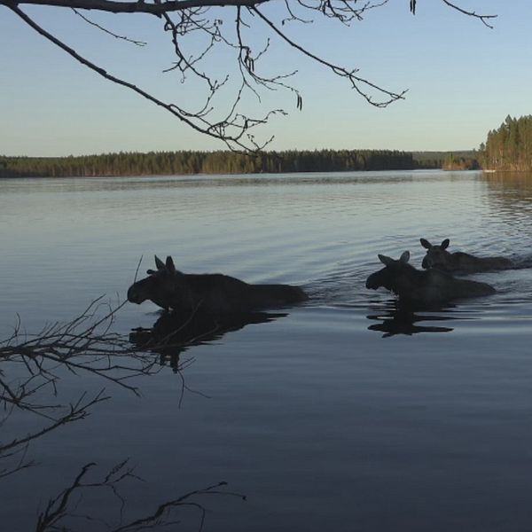 älgar som simmar i skymningen