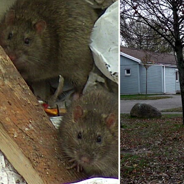 Bilden är en delad bild. Den vänstra sektionen visar två råttor som sitter i en grupp av skräp, delvis dolda bakom en bit trä. Den högra sektionen visar akutboendet Mosippan i Malmö