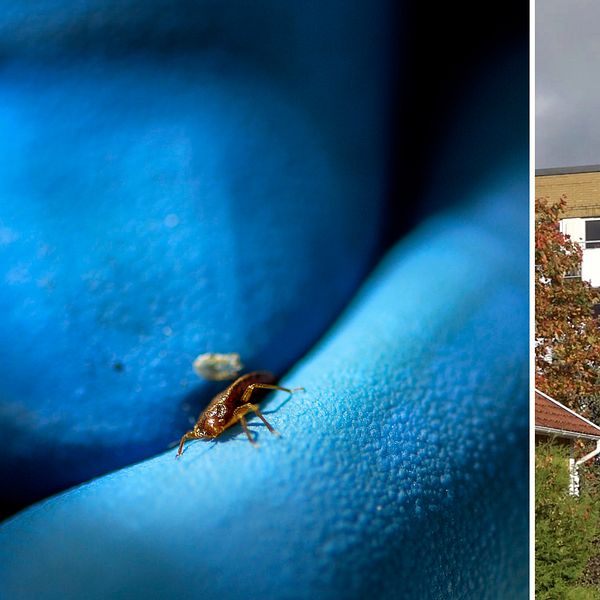 Boendet i Växjö har haft problem med vägglöss i flera veckor – något som påverkar omsorgstagarna.