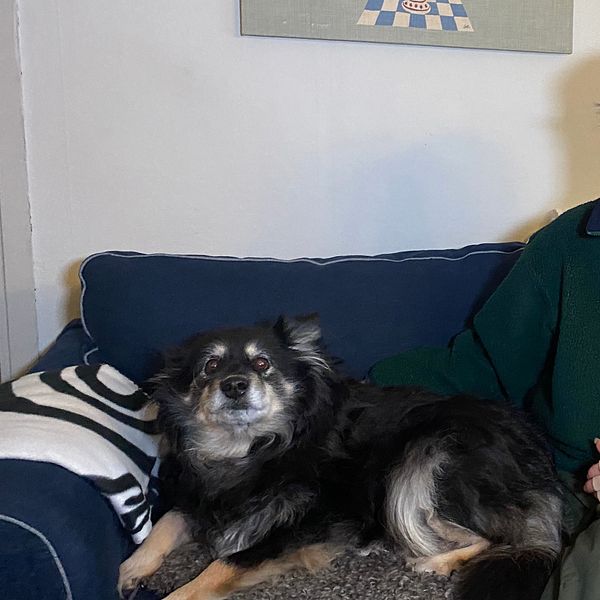 Kvinna i en soffa med en hund