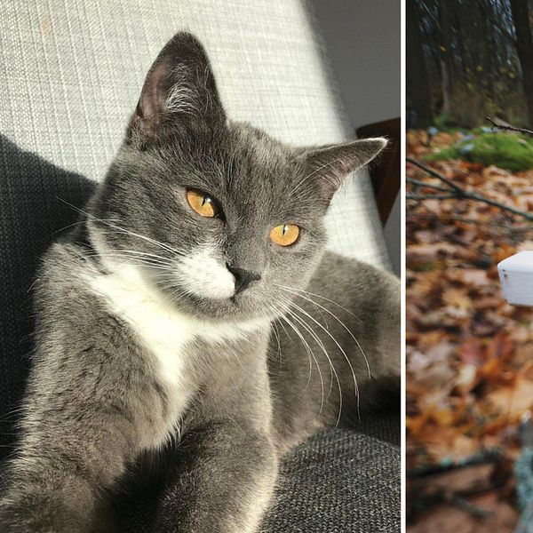 En delad bild med två sektioner. Den vänstra sektionen visar en grå katt med ljusbruna ögon som ligger på en soffa i dagsljus. Den högra sektionen visar en vit kors i en skogsmiljö med höstlöv på marken, omgiven av träd.