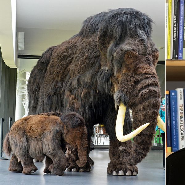 En delad bild som visar två sektioner: till vänster en stor mammut och en mindre mammut, båda uppställda i en utställning; till höger en person framför en bokhylla fylld med böcker.