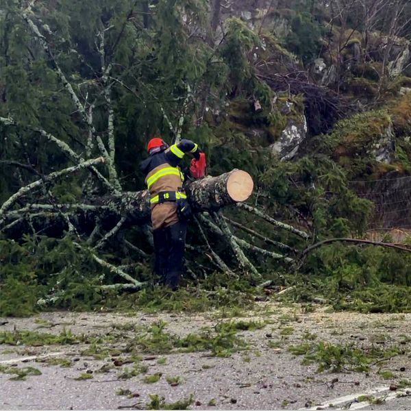 Räddningstjänst på plats och sågar ett träd som fallit över vägen.