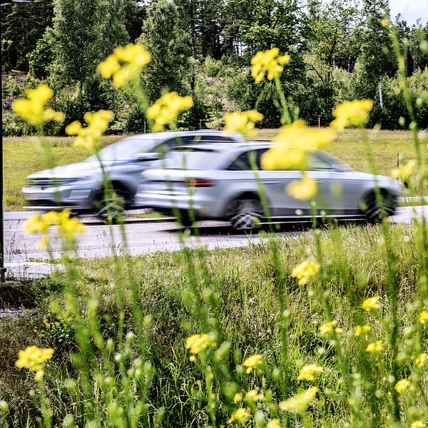 Tå bilar möts på en väg och blommor syns i förgrunden.