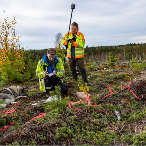 Arkeologer vid utgrävning av rödockragravar.