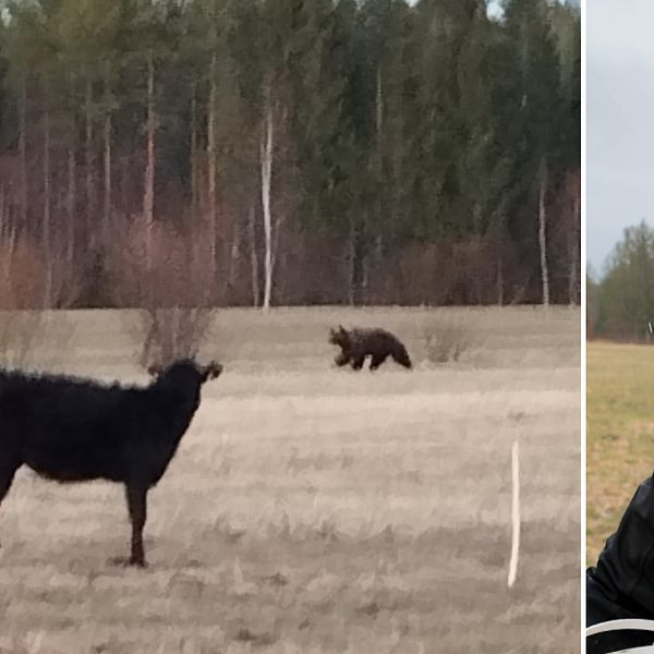 Delad bild. Till vänster: ko står på åker med en björn i bakgrunden. Till höger: person utomhus.