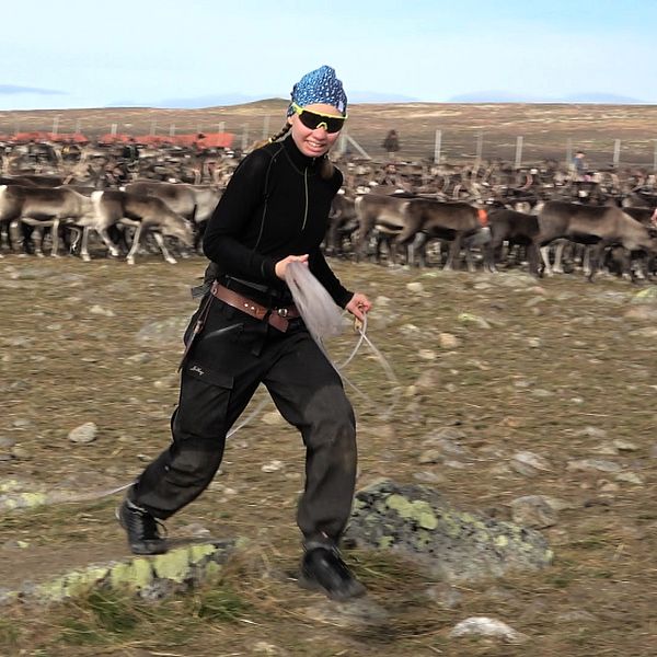 Renskötare bland renar på fjället.