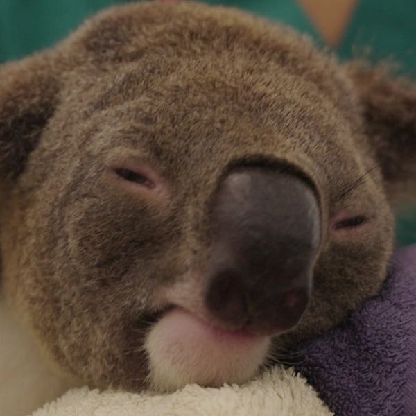 En koala vaccineras.