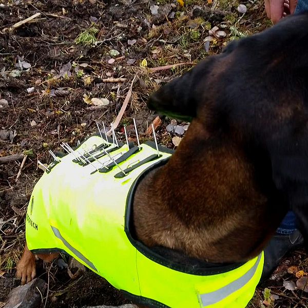 Man i ljusbrun jacka och blå byxor sitter i en skog bredvid en hund med skyddsväst