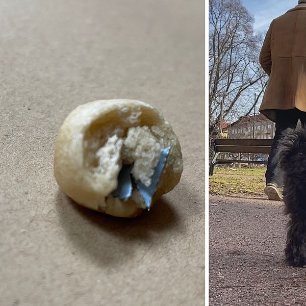 100 farliga hundbullar har upptäckts i Malmö. Hundägare är oroliga. Hunden på bilden är inte den hund som har förts till djursjukhus.