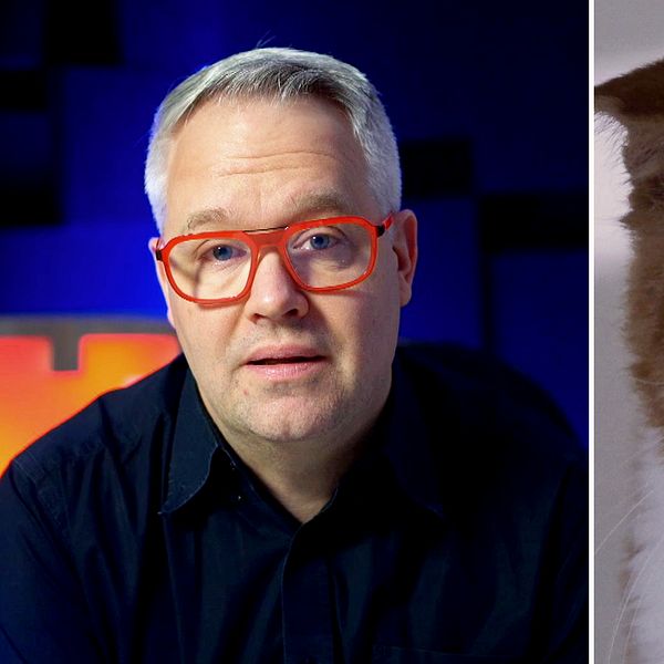 Man och katt