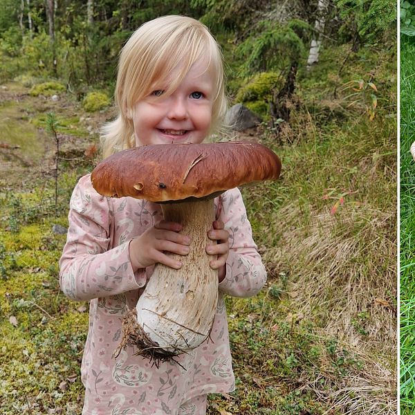 Elvira, 2 år, håller i en stor karljohanssvamp