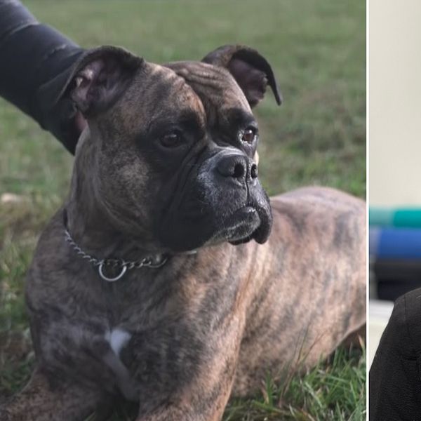 Till vänster ligger en hund i gräset. Till höger ses familjerättsjuristen Caroline.