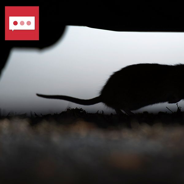 En råtta springer under en bil.