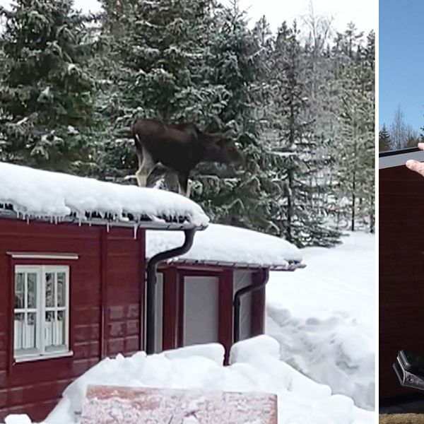 Till vänster står en älg på taket. Till höger ser man Ronny som ser glad ut och pekar mot hustaket.