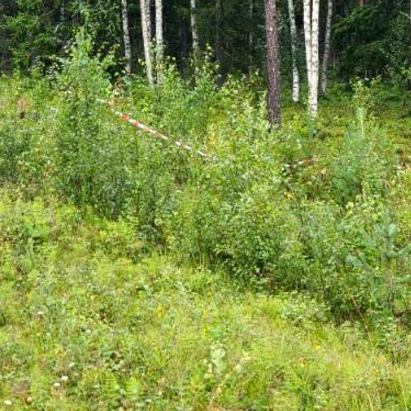 Avspärrning i en skogsdunge där det skett en biloycka.