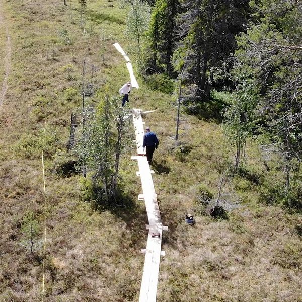 Till vänster en bild på spänger som byggs på ett fjäll, till vänster en kvinna i rosa tröja som springer fjällmaraton