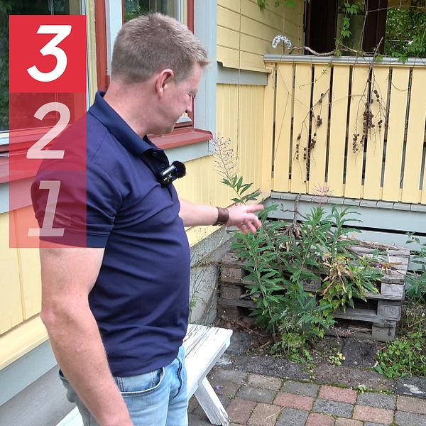 man som pekar på lastpallar, igelkott som gömmer sig inne i lastpall