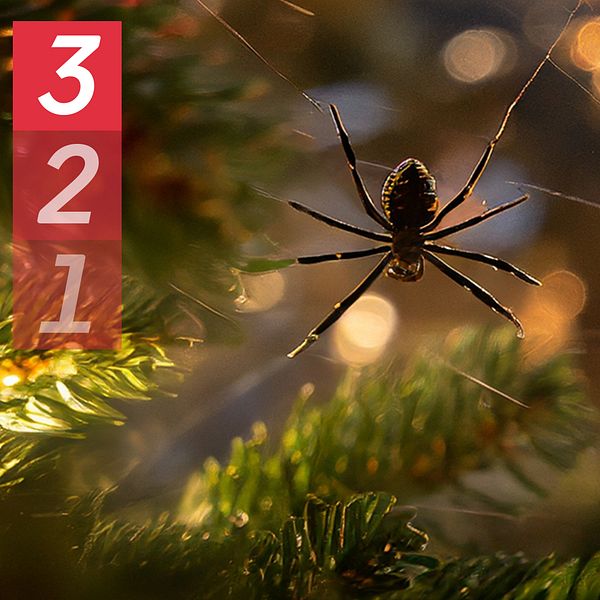 En spindel i en julgran