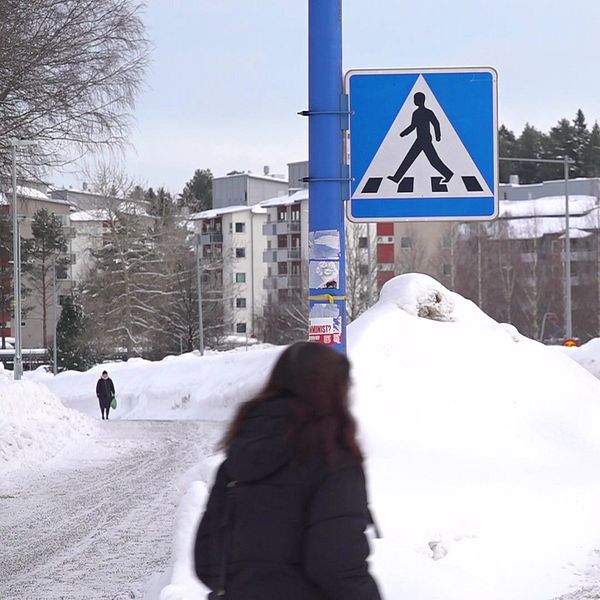 Höga plogkanter i trafiken i Umeå.