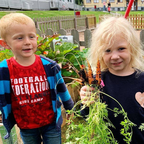Fem år gamla förskolebarn Hannes Huttu,  Ines Strindenholm och Lucy Thelander håller upp morötter de odlat på förskolan Tallen i Hylte.
