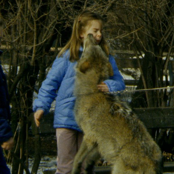 En varg slickar ett barn i ansiktet på Skansen tidigt 1980-tal. Ett demonstrationståg mot varg på landsbygden.