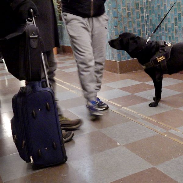 Knarkhunden Loki nosar efter narkotika inne på järnvägsstationen i Haparanda.