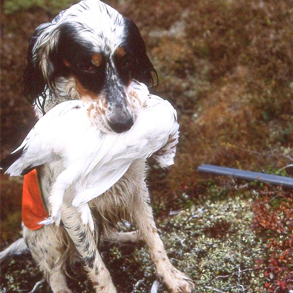 En jakthund med en ripa i munnen samt bild på Daniel Widman, ordförande för Jägareförbundet Norrbotten.